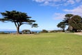 Monterey cypress trees (Hesperocyparis macrocarpa) in Torquay (Australia) : (pix Sanjiv Shukla) Royalty Free Stock Photo