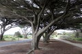 Monterey cypress trees (Hesperocyparis macrocarpa) in Torquay (Australia) : (pix Sanjiv Shukla) Royalty Free Stock Photo