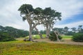 Monterey cypress trees and 17 mile drive golf course, California