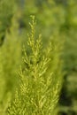 Monterey Cypress Wilma