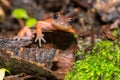 A Monterey Ensatina on a log in the Angeles National Forest outside Los Angeles