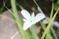 Monterey Mariposa Lily flower - Calochortus Uniflorus Royalty Free Stock Photo