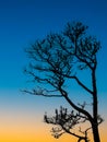 Silhouette Tree against sky vertical