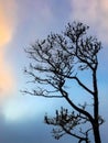 Silhouette Tree against sky vertical