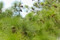 Monterey Pine Cones And Needles Pinus radiata