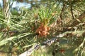 Monterey Pine Tree (Pinus radiata) in a Woodland Landscape