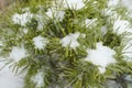 Monterey Pine Tree (Pinus radiata) in a Woodland Landscape with snow