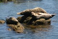 Monterey Seals Royalty Free Stock Photo