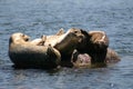 Monterey Seals Royalty Free Stock Photo