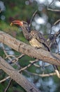 Monterios Hornbill on branch with seed in bill Royalty Free Stock Photo