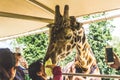 Giraffe poking its head in a safari truck