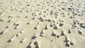 Close up view of ripples and shells in sand Royalty Free Stock Photo