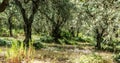 Dry earth and olive grove in rural Tuscany Royalty Free Stock Photo