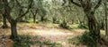 Dry earth and olive grove in rural Tuscany Royalty Free Stock Photo