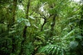 Monteverde cloud forest, costa rica