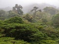 Monteverde Cloud Forest in Costa Rica Royalty Free Stock Photo