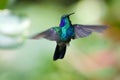 Monteverde Cloud Forest Hummingbird - Green Violetear
