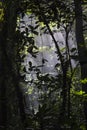 Monteverde Cloud Forest jungle - Costa Rica