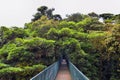 Monteverde Cloud Forest Reserve, hanging, suspended bridge,  treetop canopy views, Costa Rica Royalty Free Stock Photo