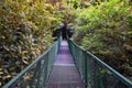 Monteverde Cloud Forest Reserve, hanging, suspended bridge,  treetop canopy views, Costa Rica Royalty Free Stock Photo