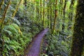 Monteverde Cloud Forest Reserve, views of hiking path, plants and trees, Costa Rica within the Puntarenas and Alajuela provinces. Royalty Free Stock Photo