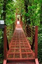 A suspension bridge allows visitors at the Monteverde Cloud Forest Reserve to view the jungle amidst the canopy of trees. Royalty Free Stock Photo