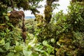 Monteverde National Park Costa Rica