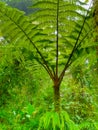 Monteverde national park