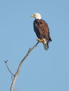 Bald Eagle perched on dead branch in NYS Montezuma National Wildlife Refuge Royalty Free Stock Photo