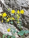 Montezuma castle