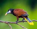 Montezuma Oropendola Royalty Free Stock Photo