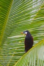 Montezuma Oropendola