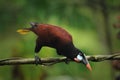 Montezuma Oropendola bird