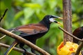 Montezuma oropendola, Psarocolius montezuma