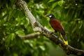 Montezuma Oropendola, Psarocolius montezuma, exotic bird from Co