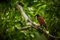 Montezuma Oropendola, Psarocolius montezuma, exotic bird from Co