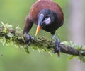 Montezuma Oropendola (Psarocolius montezuma)