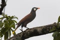 Montezuma Oropendola (Psarocolius montezuma)