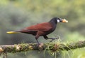 Montezuma Oropendola (Psarocolius montezuma)