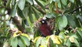 Montezuma Oropendola (psarocolius montezuma), uilding a Nest in a Tree in the Rainforest of Costa Ri