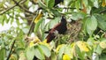 Montezuma Oropendola (psarocolius montezuma), uilding a Nest in a Tree in the Rainforest of Costa Ri