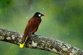 Montezuma Oropendola, Psarocolius montezuma, portrait of exotic bird from Yucatan, Mexico, brown with black head and orange bill,