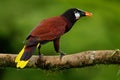 Montezuma Oropendola - Psarocolius montezuma tropical icterid bird. It is in the Caribbean coastal lowlands, Mexico, Panama,