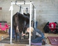 Heifer being fitted for show