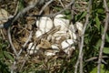 MONTGOMERY CITY, UNITED STATES - Dec 22, 2008: Wild Turkey Eggs