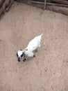 1month born goat Royalty Free Stock Photo