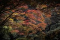 Maple leafs in Mount Yoshino