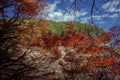 Maple leafs in Mount Yoshino