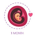 1 month fetus in uterus pregnancy stage ovum fertilization