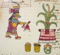 Month Huey Tozoztli of Aztec calendar. Codex Tudela